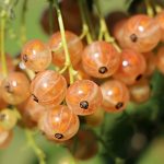FODMAP i IBS: jak ułożyć jadłospis bez zaostrzeń objawów